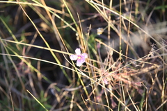 Byblis filifolia