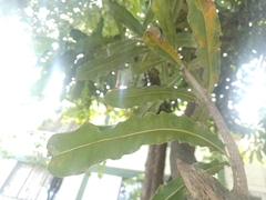 Macadamia integrifolia