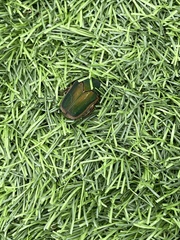 Cotinis nitida