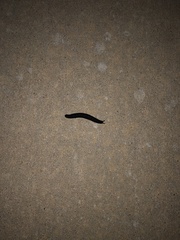 Belocaulus angustipes