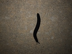 Belocaulus angustipes