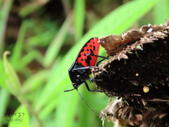 Brachystethus tricolor