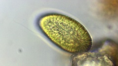 Vacuolariaceae