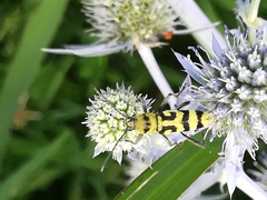 Chlorophorus varius