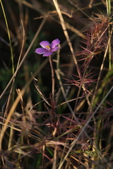 Byblis filifolia