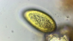 Vacuolariaceae