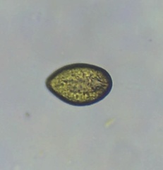 Vacuolariaceae