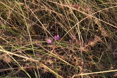 Byblis filifolia