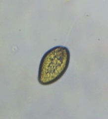 Vacuolariaceae