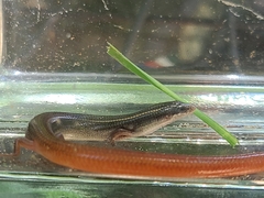 Plestiodon egregius