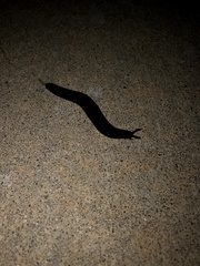 Belocaulus angustipes