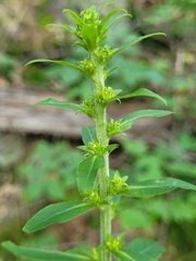 Solidago squarrosa