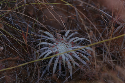 Drosera ordensis