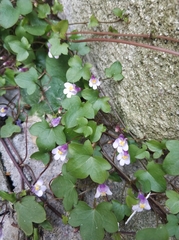 Cymbalaria muralis