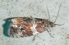 Olethreutes valdanum