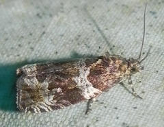 Olethreutes valdanum
