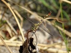 Aphylla angustifolia