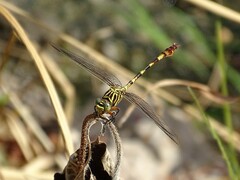 Aphylla angustifolia