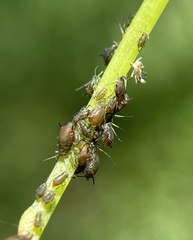 Aphis illinoisensis