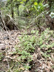 Piptochaetium fimbriatum