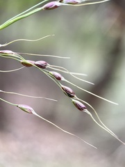 Piptochaetium fimbriatum