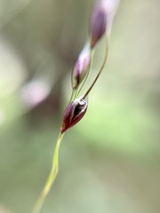 Piptochaetium fimbriatum