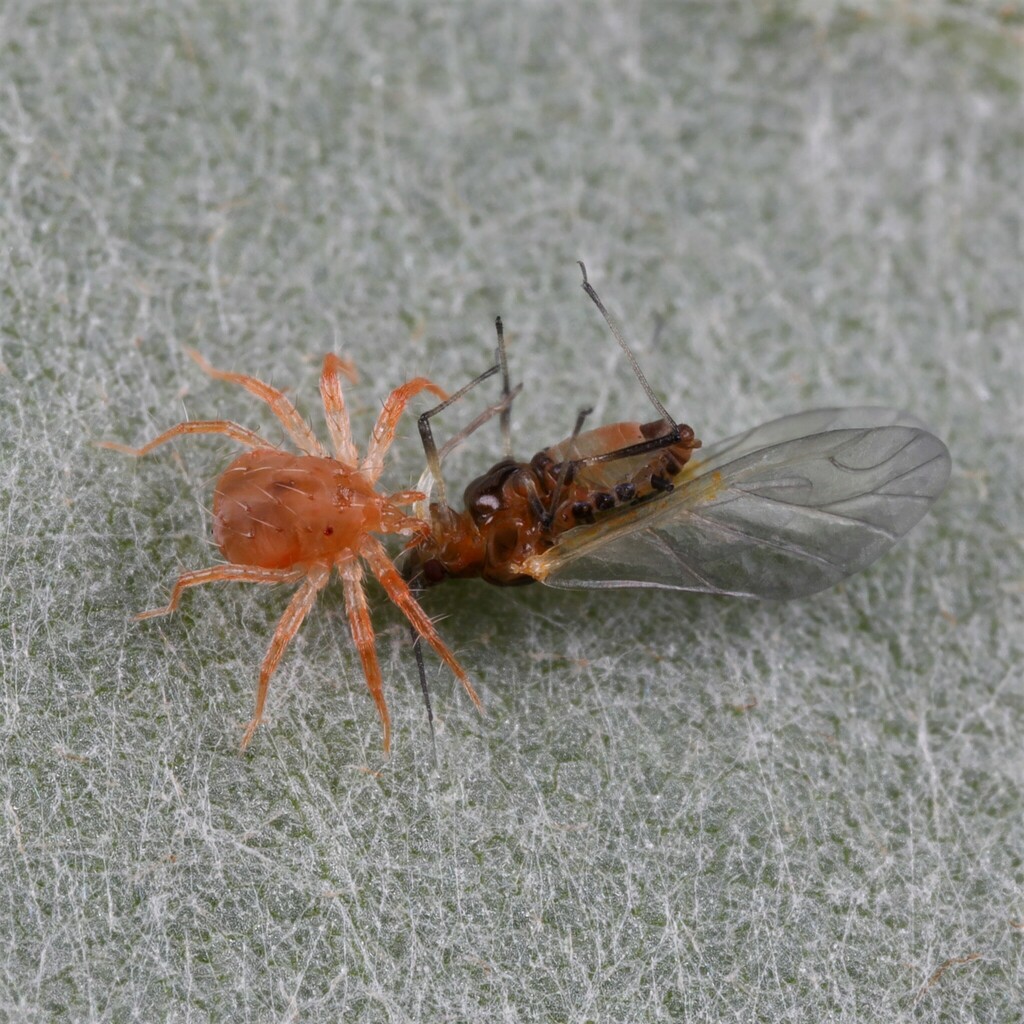 Whirligig Mite