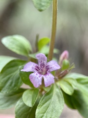 Dyschoriste microphylla