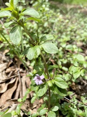 Dyschoriste microphylla