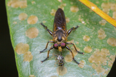 Laphriini