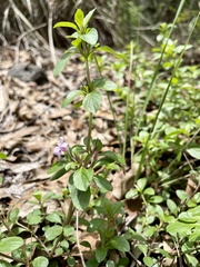 Dyschoriste microphylla