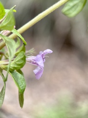 Dyschoriste microphylla