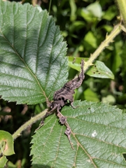 Phyllocrania paradoxa