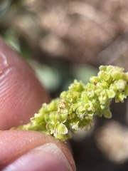 Rumex californicus