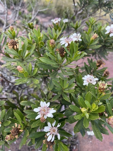 Soutpansberg Marguerite (Callilepis caerulea)