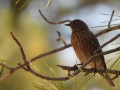 Sialia mexicana