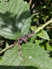 Phyllocrania paradoxa