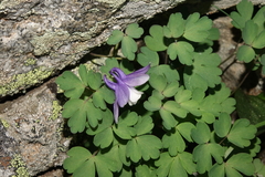 Aquilegia saximontana
