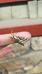 Lophocampa ingens