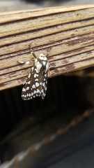Lophocampa ingens