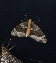 Ecliptopera capitata