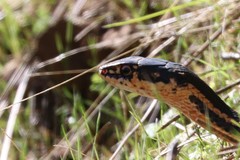 Masticophis lateralis euryxanthus