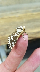 Lophocampa ingens