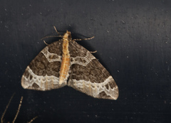 Ecliptopera capitata