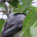 Rocky Mountain Black-capped Chickadee - Photo (c) Sequoia Janirella Wrens, some rights reserved (CC BY-NC), uploaded by Sequoia Janirella Wrens