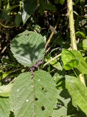 Phyllocrania paradoxa