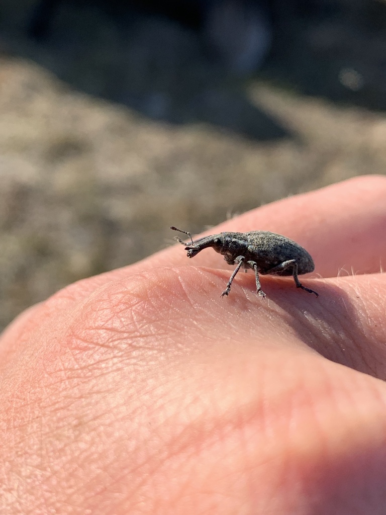 Lepyrus labradorensis