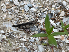 Psinidia fenestralis