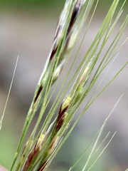 Nassella mucronata