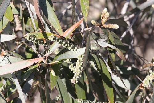 Image of Melaleuca argentea by (c) Hugo Innes, some rights reserved (CC BY)